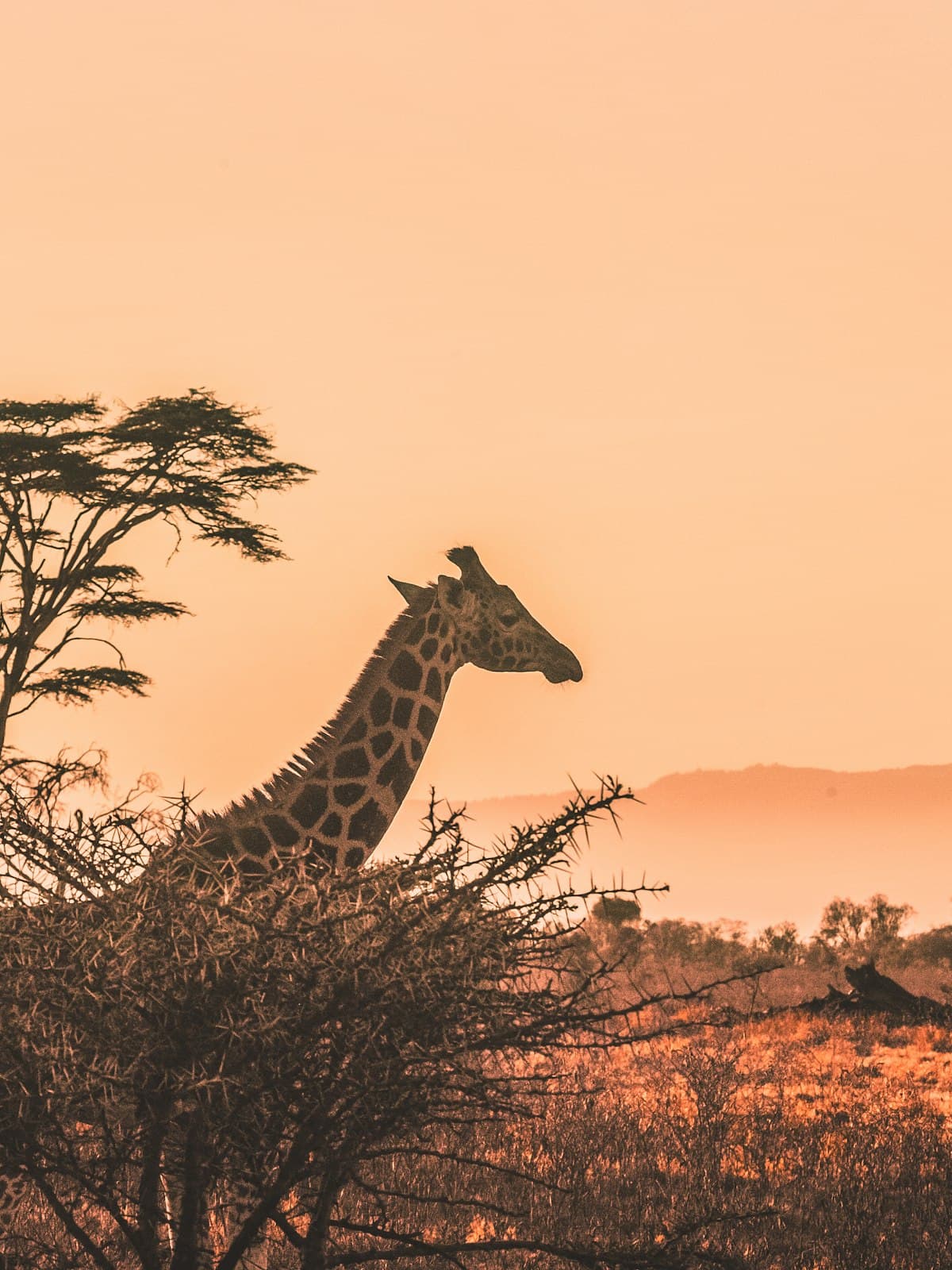 Sénégal